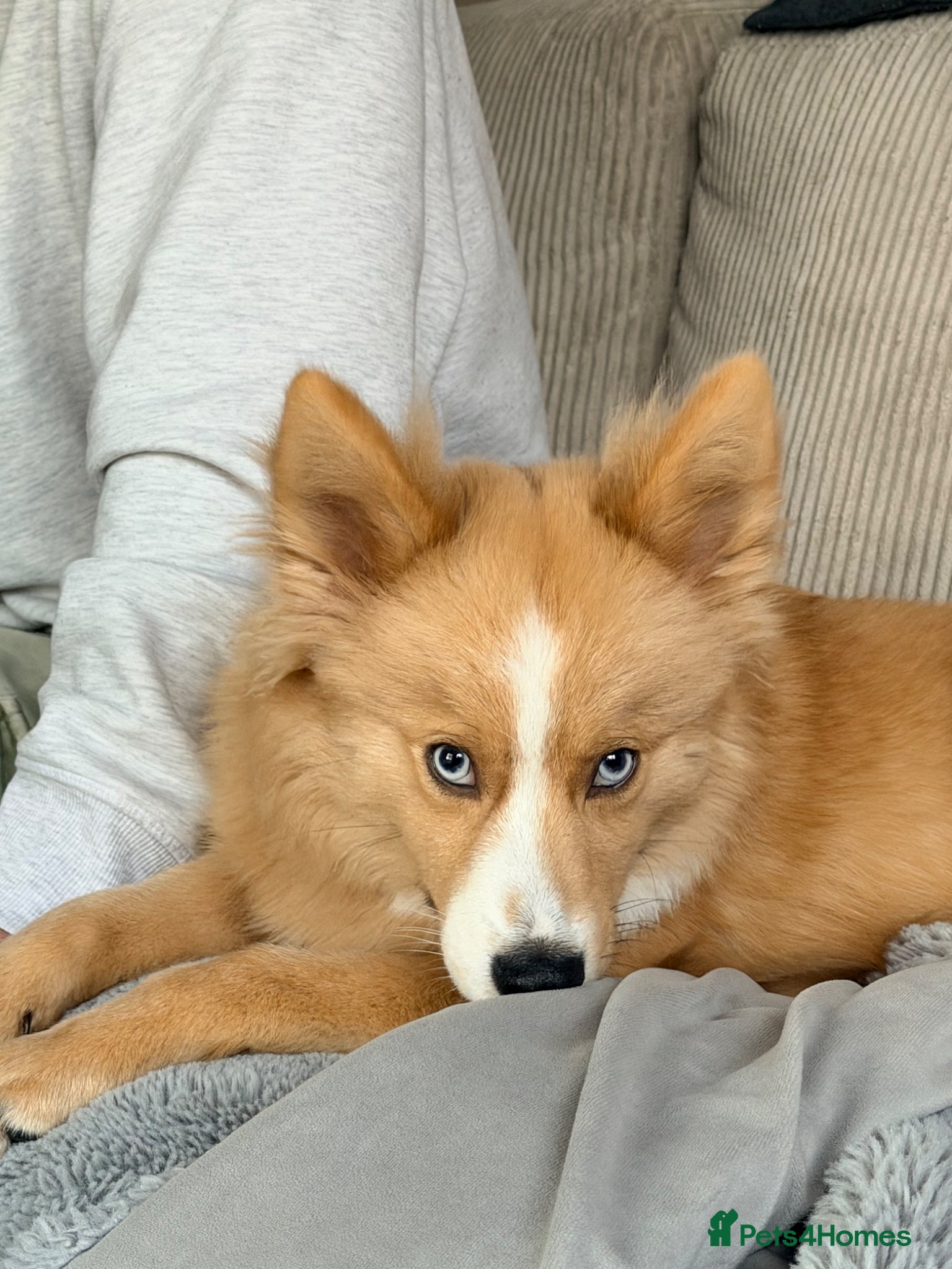 Pomsky dogs Beautiful blue eyed Yoshi   - Advert 1
