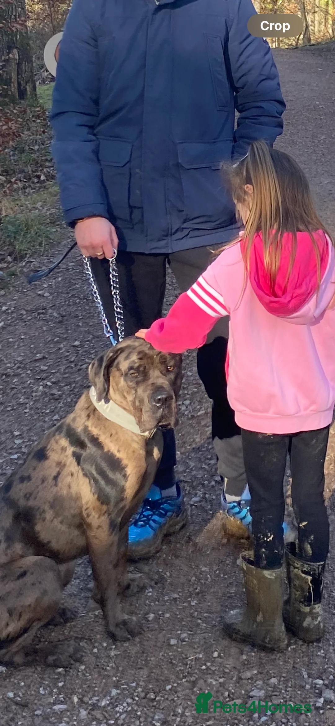 Cane Corso dogs for sale: Cane corso - Advert 2