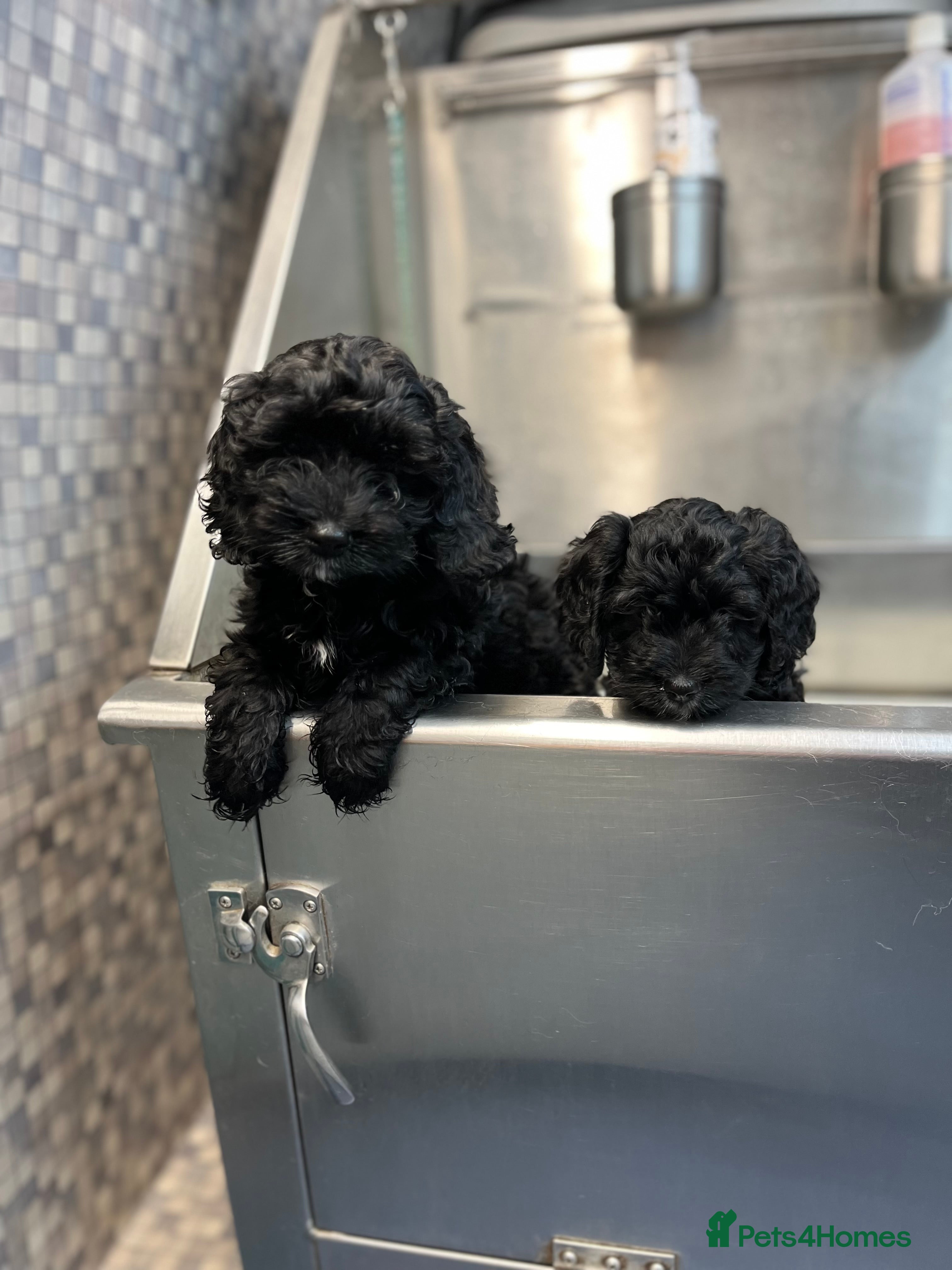 Cavapoo dogs Cavapoo puppies available to leave - Advert 8