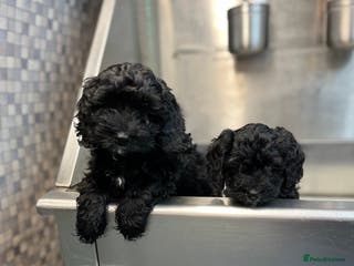 Cavapoo dogs Cavapoo puppies available to leave - Advert 8