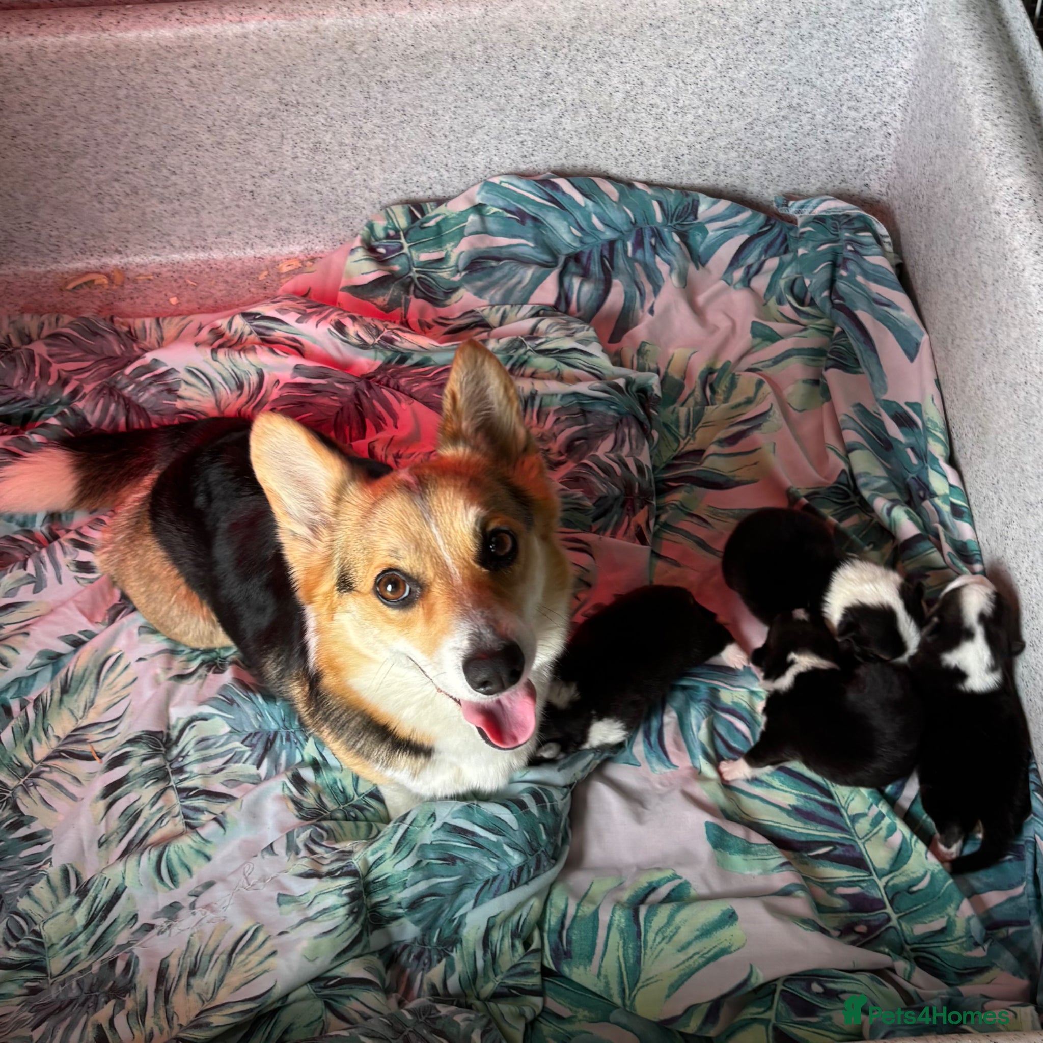 Welsh Corgi Pembroke dogs Fluffy puppies! - Advert 1