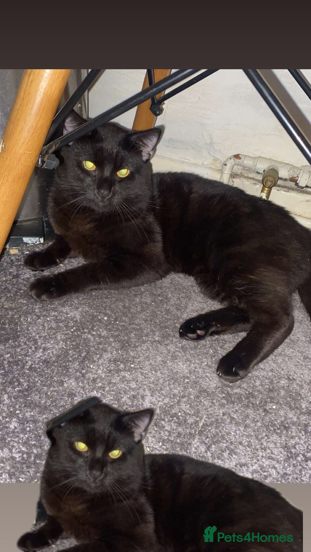 British Shorthair cats for sale: Two male boys - Image 2