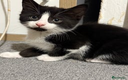 British Shorthair cats for sale: Litter of 6 kittens (3 left) - Image 8