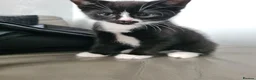 Mixed Breed cats for sale: Gorgeous kittens looking for Loving Homes - Advert 5