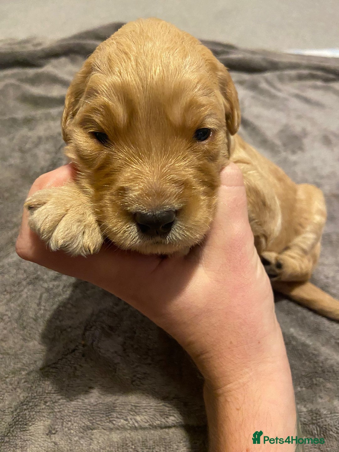 Mini Goldendoodle dogs for sale: F2 mini golden doodle puppies.  - Advert 23