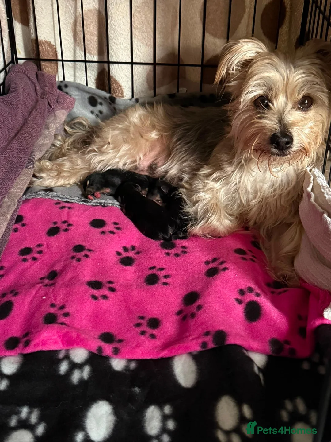 Morkie dogs for sale: Three gorgeous Morkie boys looking for loving home in Stafford - Advert 1