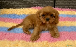 Cavalier King Charles Spaniel dogs for sale: Cavalier king Charles spaniel male Ruby puppy in Wolverhampton - Image 1
