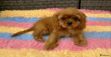 Cavalier King Charles Spaniel dogs in Wolverhampton - Advert 13