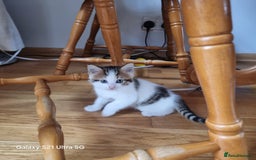Mixed Breed cats for sale: 5 Cute Kittens For Sale!!! - Image 9