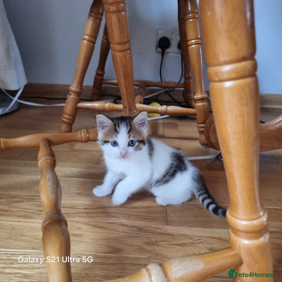 Mixed Breed cats for sale: 5 Cute Kittens For Sale!!! - Image 9