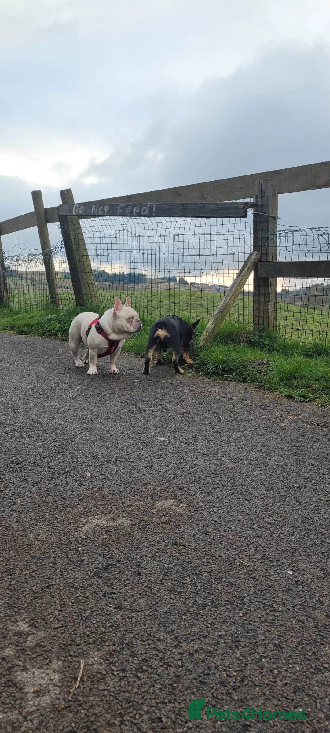 French Bulldog dogs for stud:  💥Amazing structure and quality! in Ebbw Vale - Advert 17