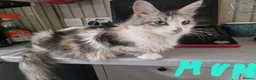Mixed Breed cats for sale: Female - mix Maine Coon - Advert 2