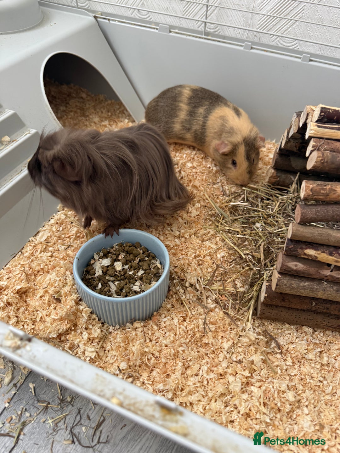 Guinea Pig rodents for sale: Guinea pigs - Image 3