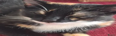 Domestic Shorthair 1