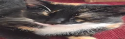 Domestic Shorthair cats for sale: Cat rehoming in Birmingham - Advert 2
