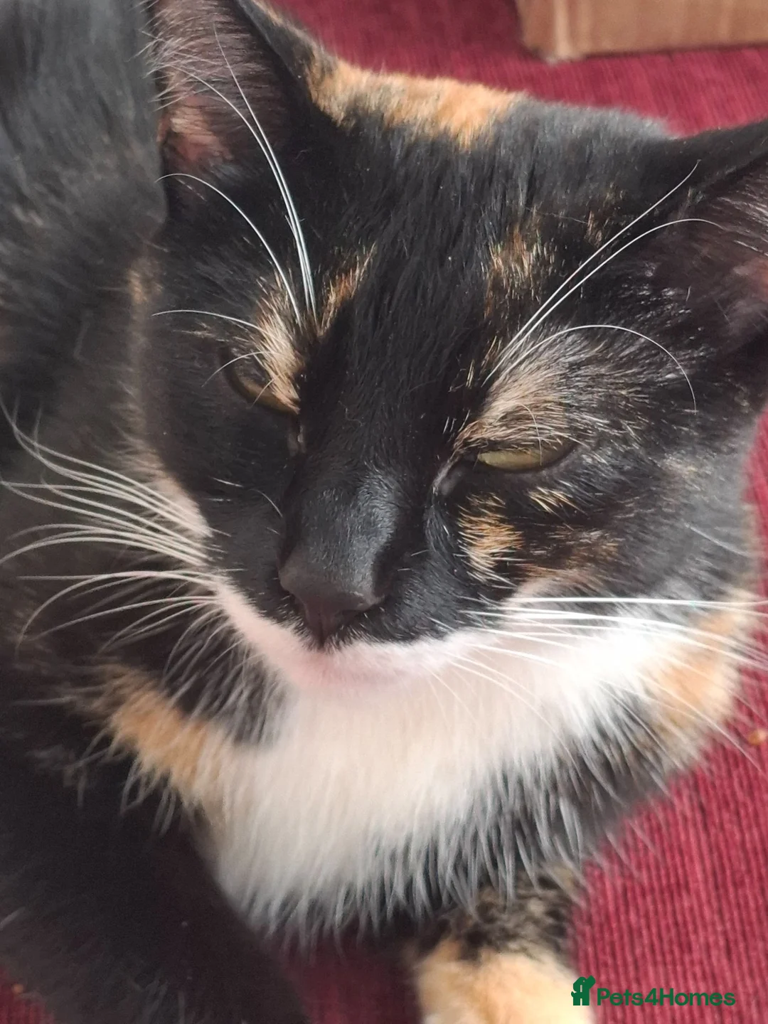 Domestic Shorthair cats for sale: Cat rehoming in Birmingham - Advert 2