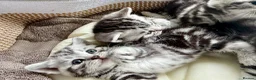 British Shorthair cats for sale: GCCF Rare Show Quality BSH Silver Tabby Kittens  - Advert 20