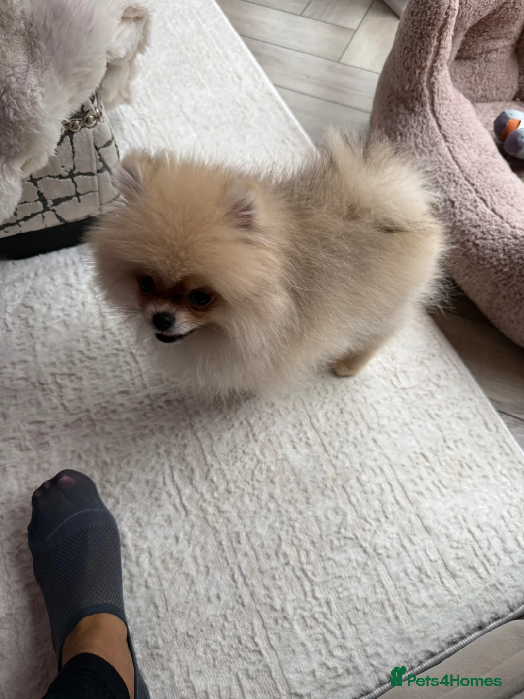Pomeranian dogs for sale: Miniature Pomeranian  in Cwmbran - Advert 5