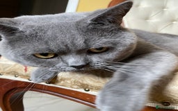 British Shorthair cats for stud: British shorthair blue cat for stud - Image 5