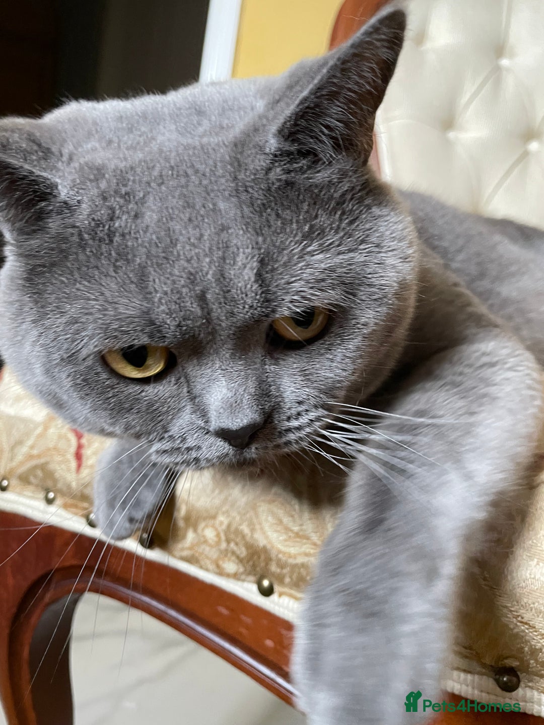 British Shorthair cats for stud: British shorthair blue cat for stud - Image 5