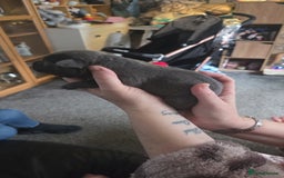 Cane Corso dogs for sale: Cane corso pups - Image 4