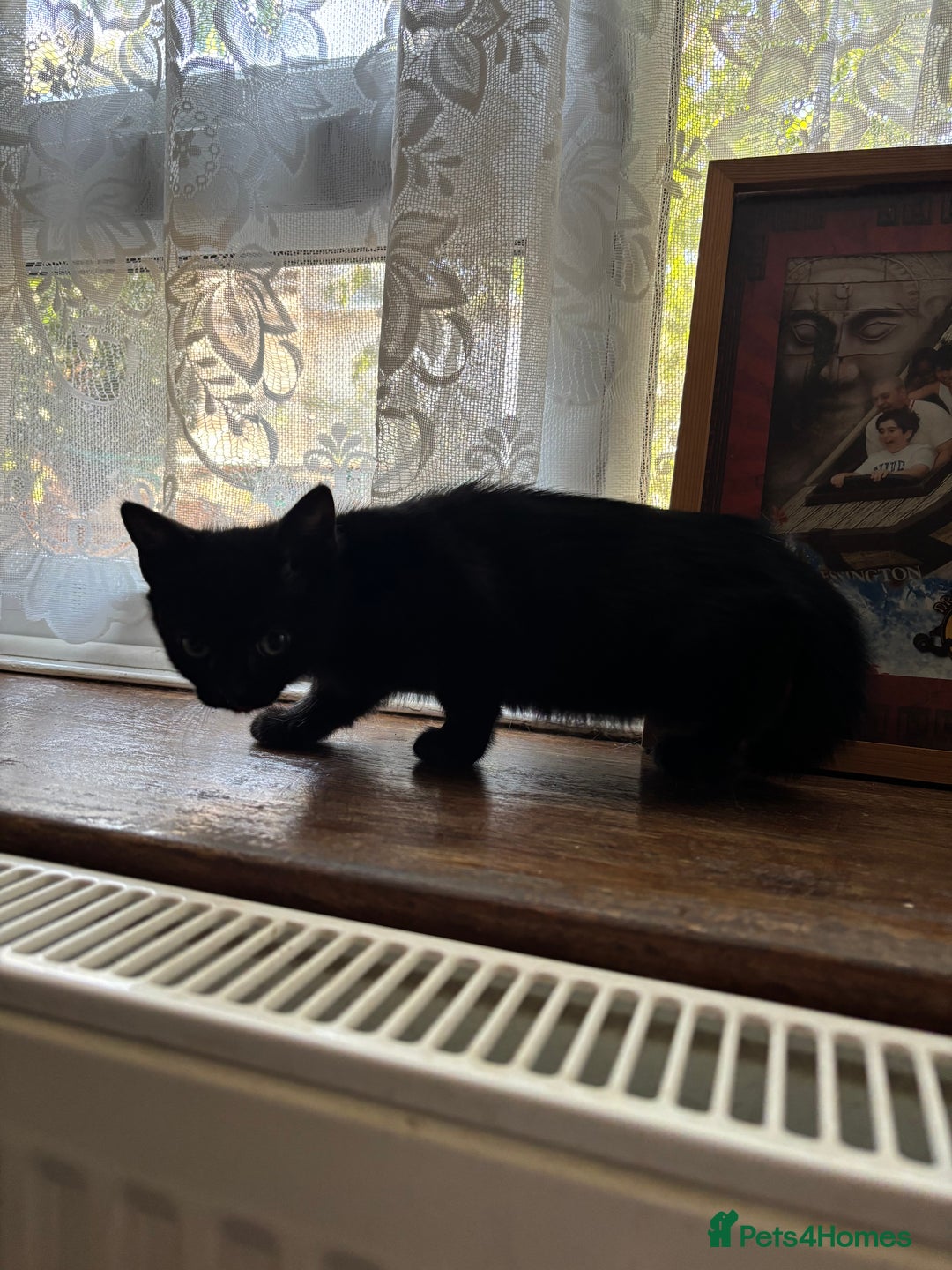 Mixed Breed cats for sale: 3 amazing kittens  - Image 5