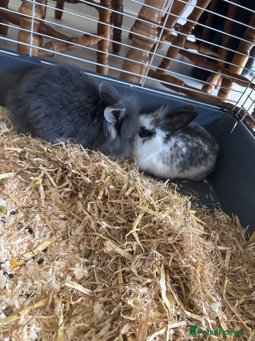 Mixed Breed rabbits for sale: Mini lop lion head bunnies - Advert 2