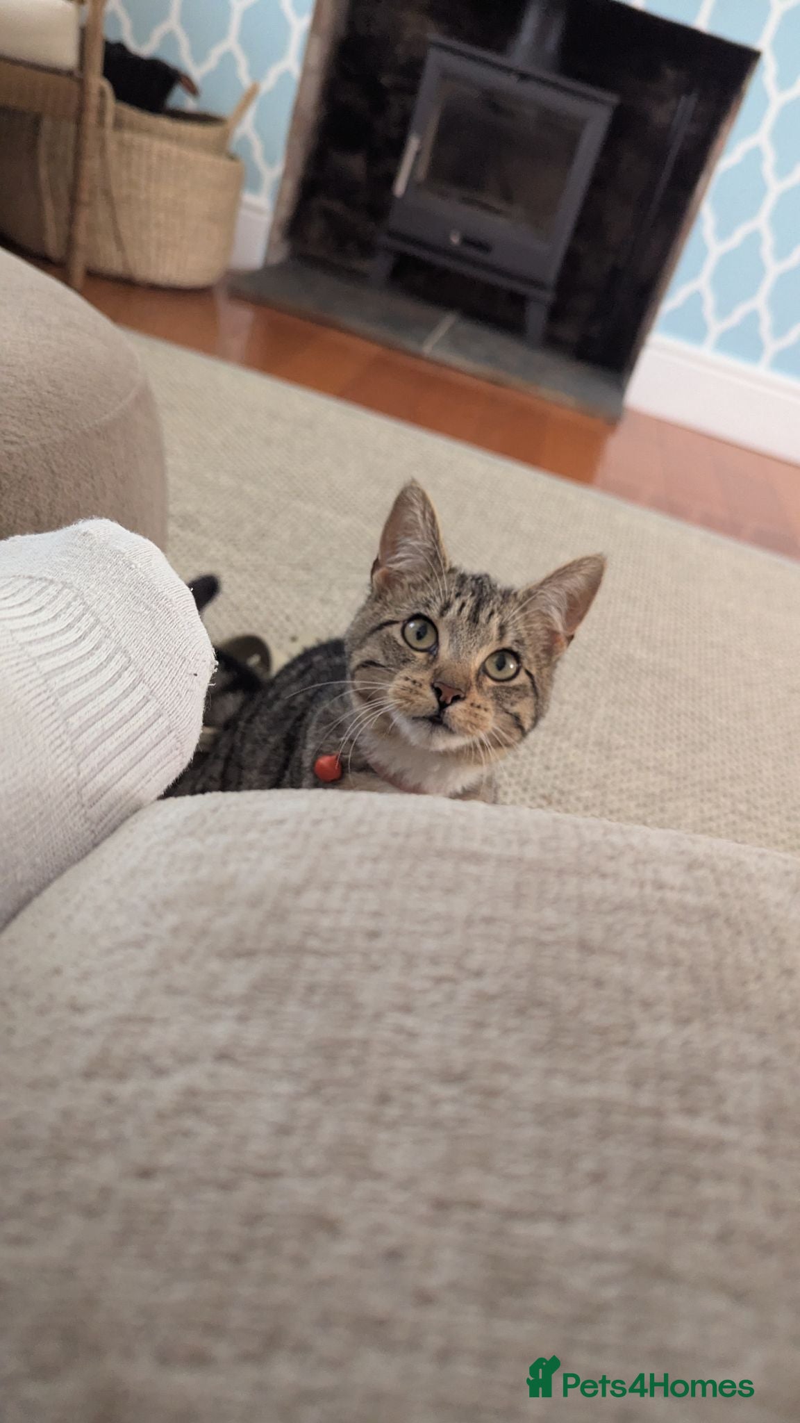 Mixed Breed cats russian blue/tabby girl, called Peaches. - Advert 16