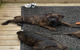 Mixed Breed dogs for sale: Old tyme bulldog in Shotts - Image 29