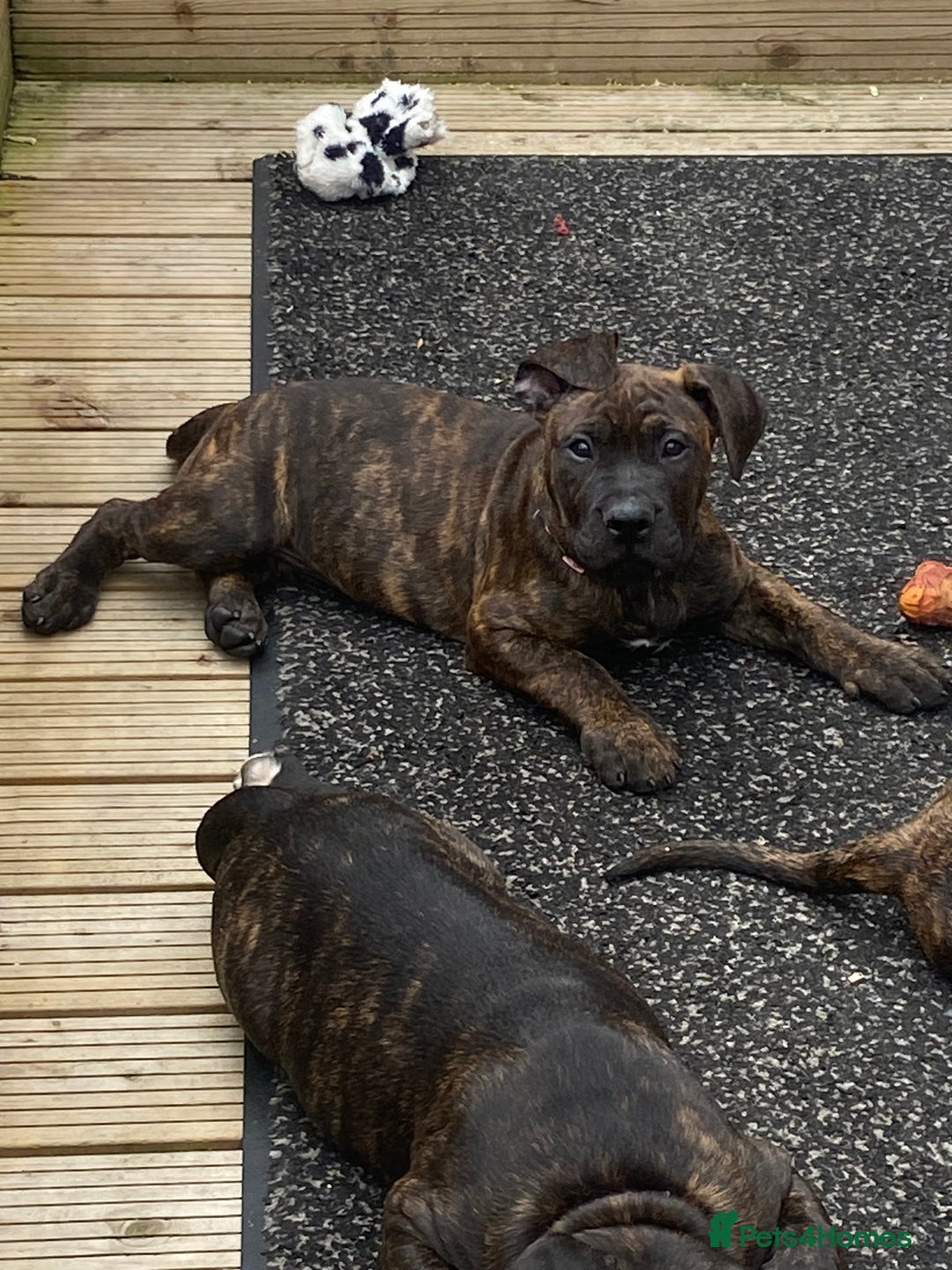 Mixed Breed dogs for sale: Old tyme bulldog in Shotts - Image 29