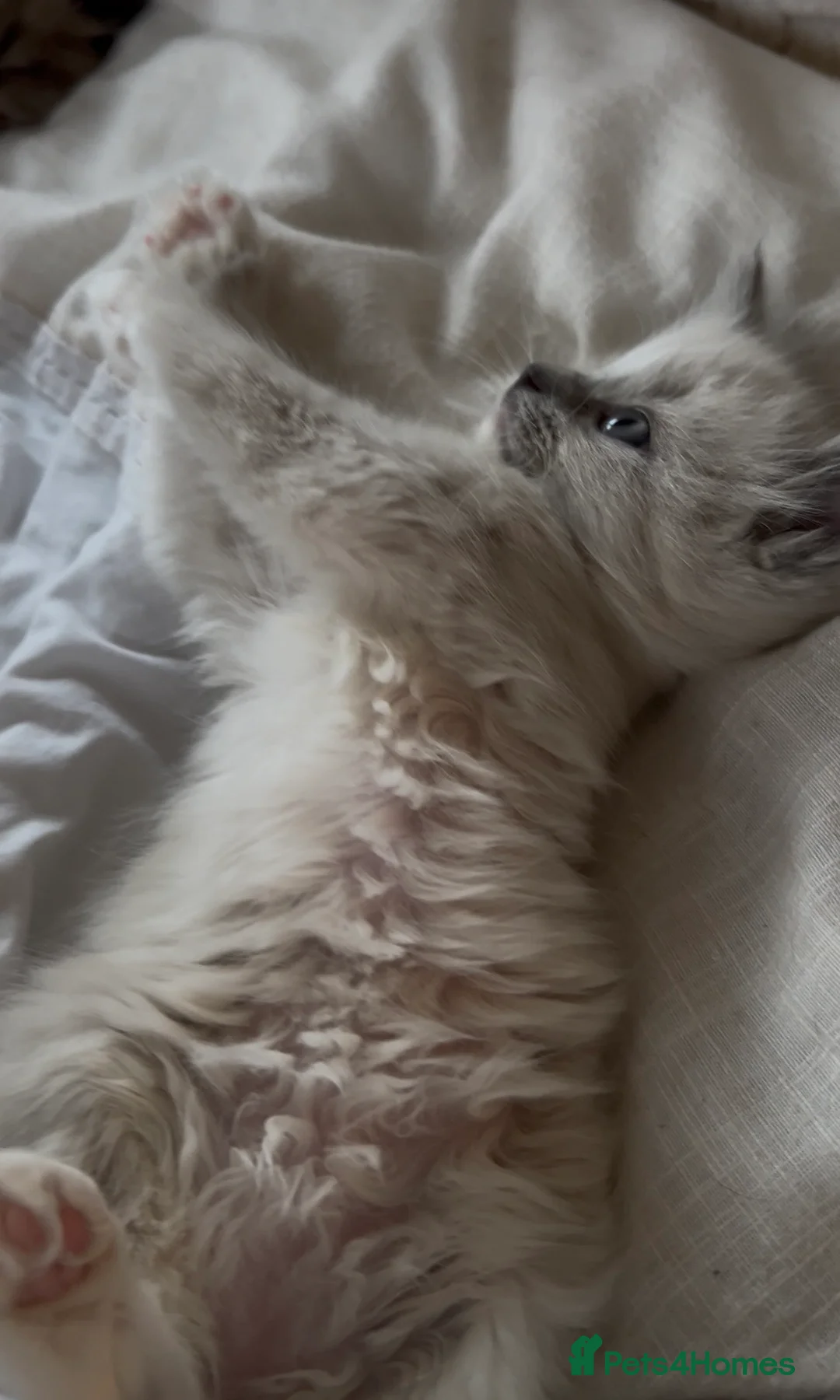 Ragdoll cats for sale: Quality Mink Sepia Cherubim Ragdolls - Advert 4