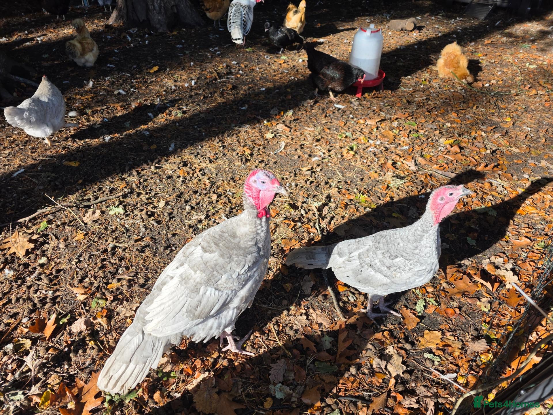 Turkeys poultry for sale: A pair of Slate Turkeys- Mr & Mrs - Advert 3