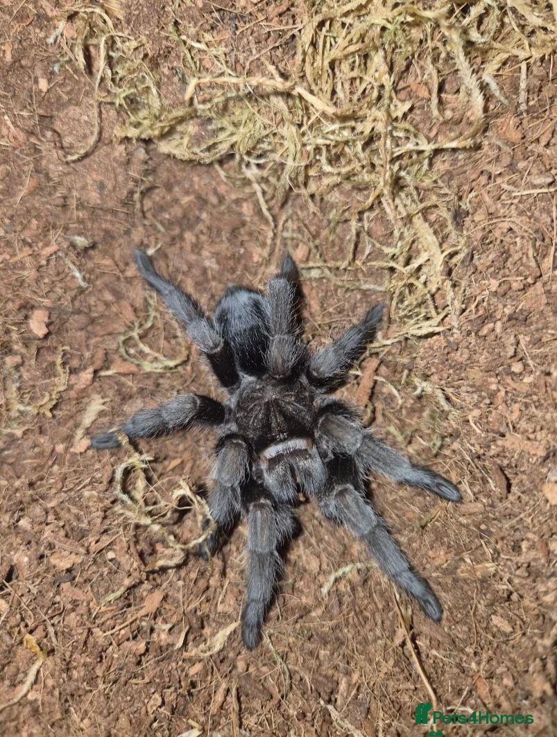 Tarantulas invertebrates various tarantulas for sale - Advert 10
