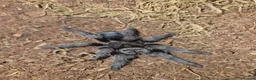 Tarantulas invertebrates for sale: various tarantulas for sale - Advert 1