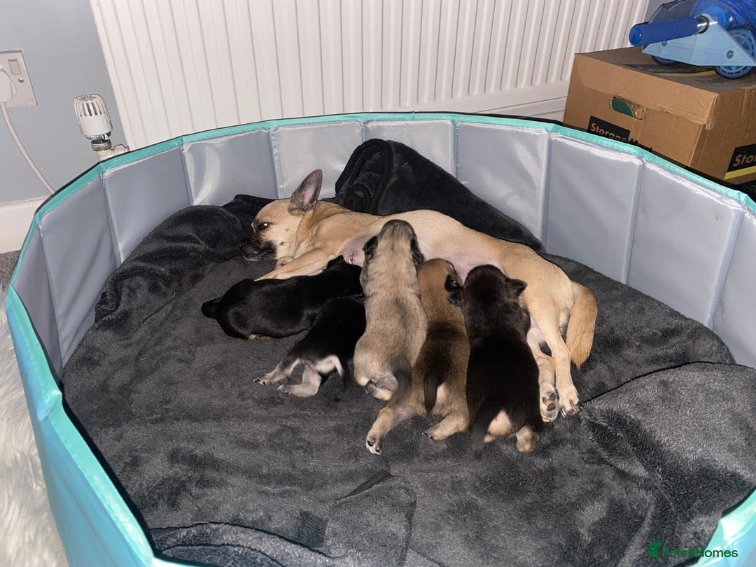 Chihuahua dogs for sale: Beautiful chihuahua pups - Advert 2