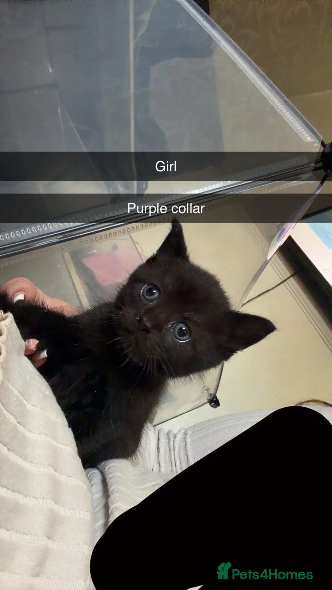 Mixed Breed cats for sale: Kittens - Advert 2