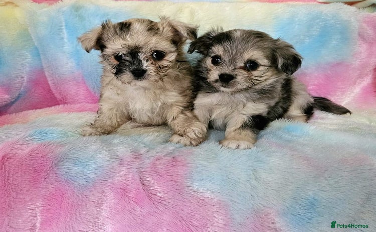 Chihuahua dogs - Advert 2