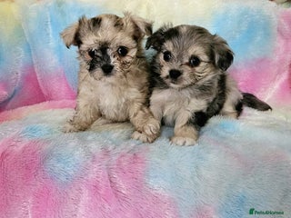 Chihuahua dogs - Advert 4