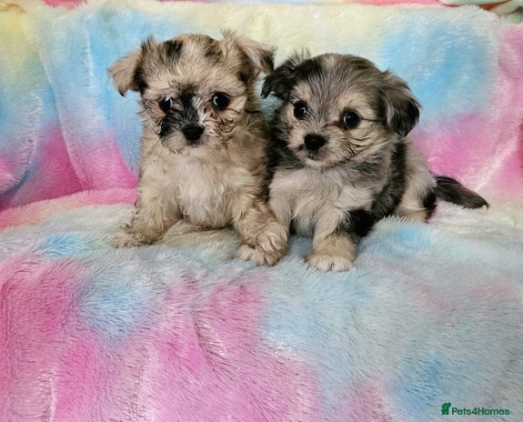 Chihuahua dogs - Advert 2