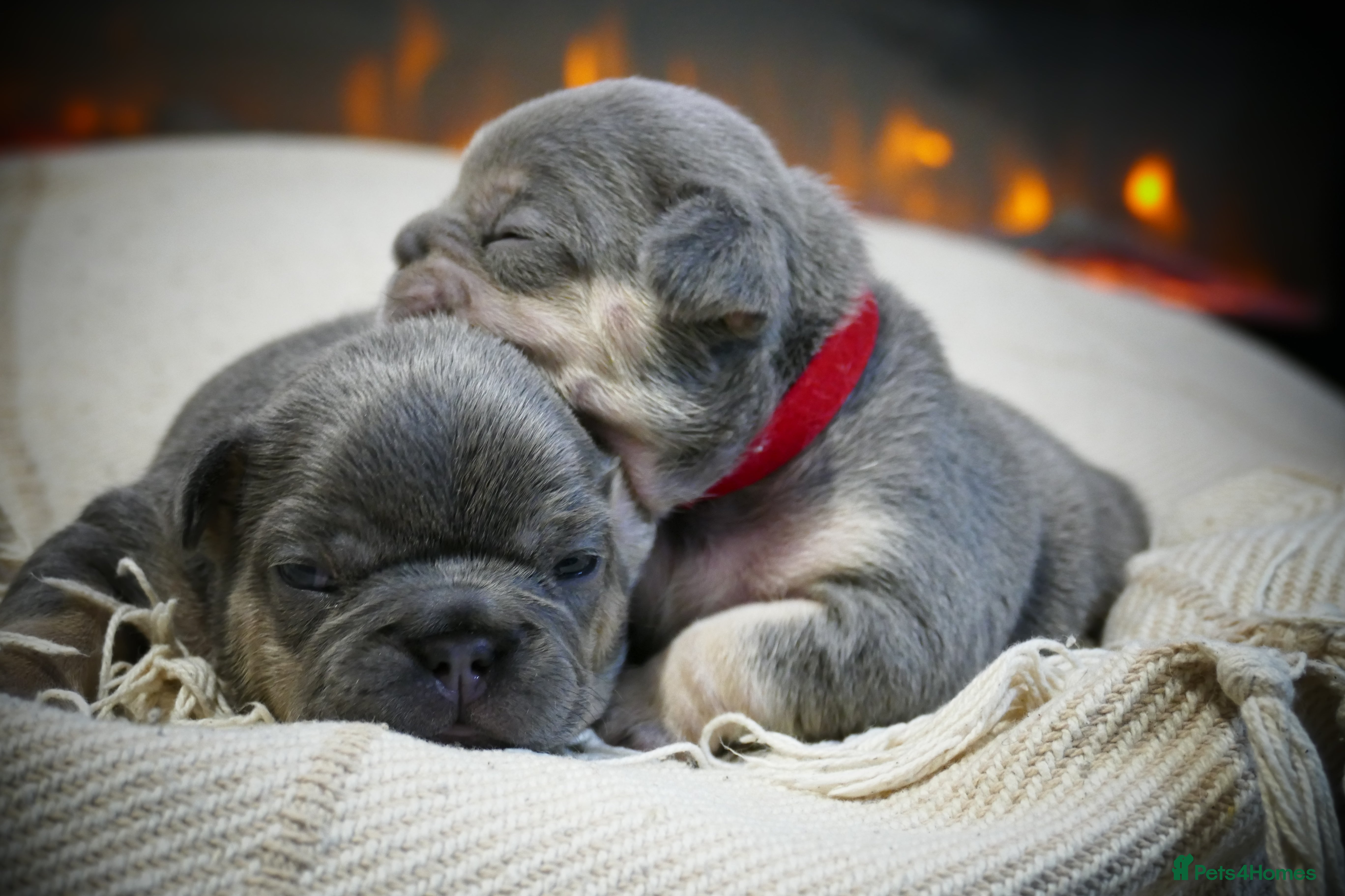 French Bulldog dogs 🔥 Exceptional Quality Puppies 🔥 - Advert 1