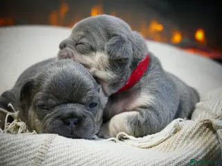 French Bulldog dogs 🔥 Exceptional Quality Puppies 🔥 - Advert 1