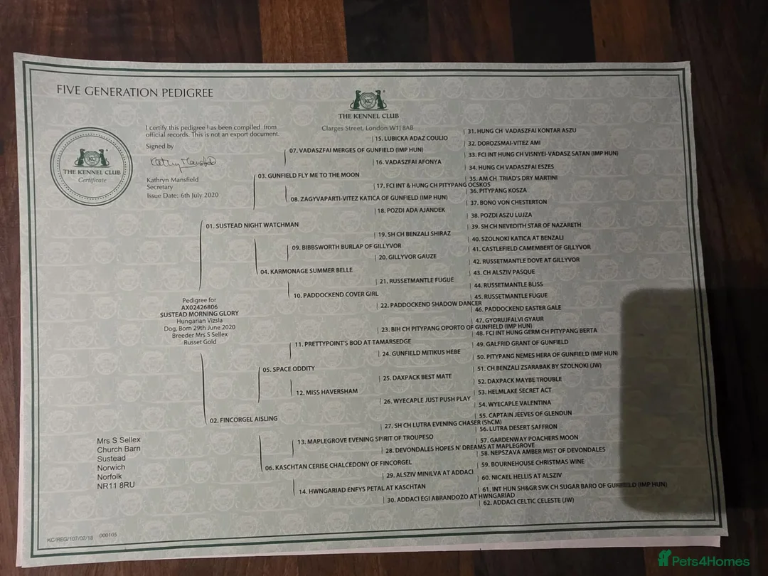 Hungarian Vizsla dogs for sale: 🧡 Hungarian Vizslas. Exceptional pedigrees 🧡 - Advert 18