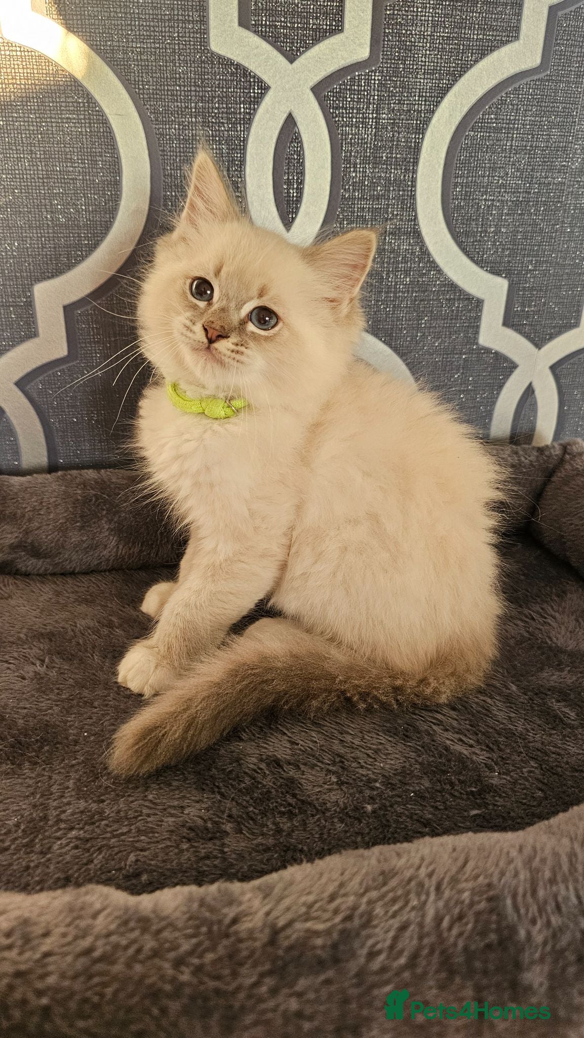 Ragdoll cats 5⭐️ Council licence held. GCCF reg kittens  - Advert 1