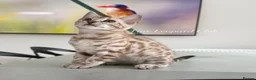 Bengal cats for sale: Stunning Snow Bengals - TICA Full Pedigree  - Advert 12