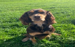 Cocker Spaniel dogs for sale: Cocker spaniel  - Image 2