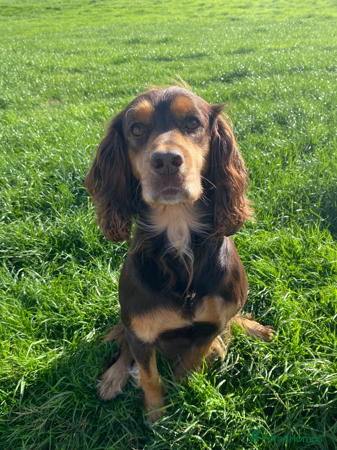 Cocker Spaniel dogs for sale: Cocker spaniel  - Image 2
