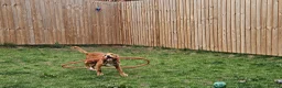 Cocker Spaniel dogs for sale: Casper the friendly dog - Advert 12