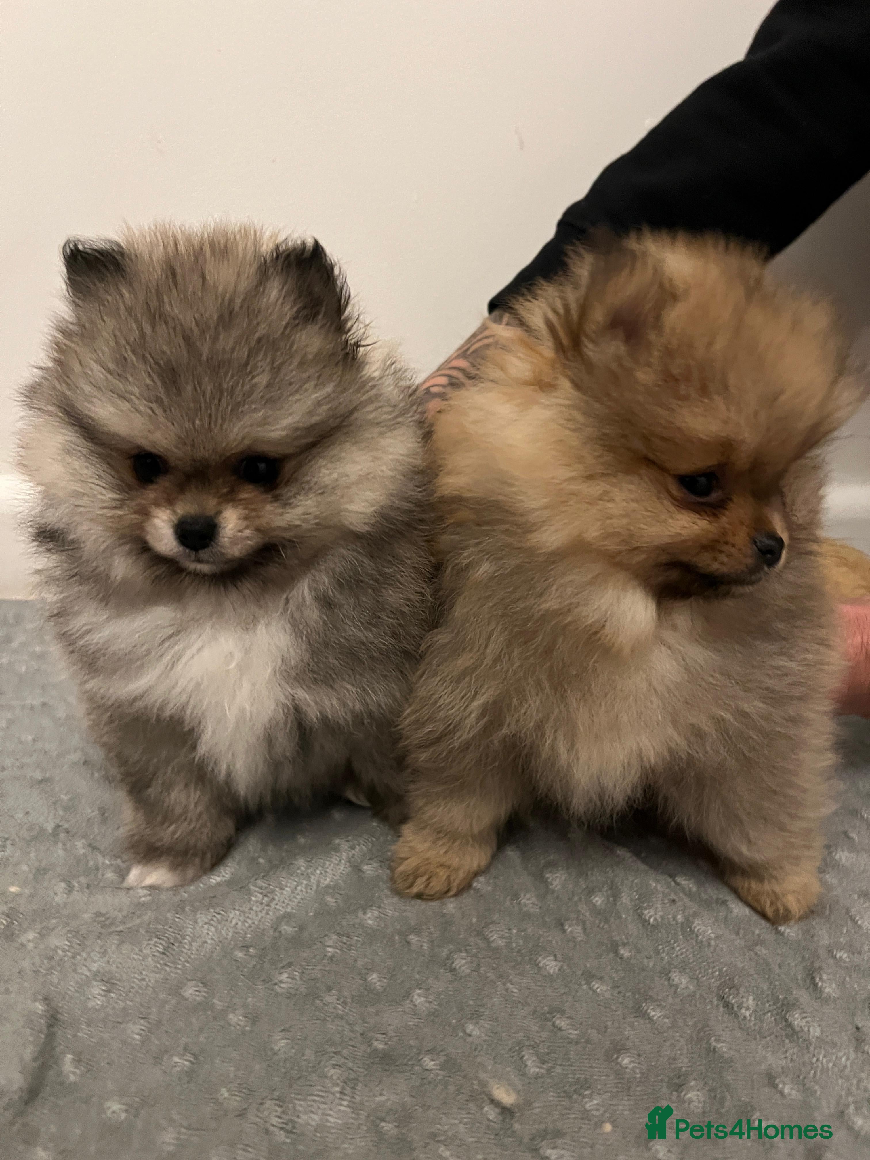 Pomeranian dogs Stunning Pomeranian Puppy Boys - Advert 11