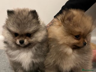 Pomeranian dogs Stunning Pomeranian Puppy Boys - Advert 11