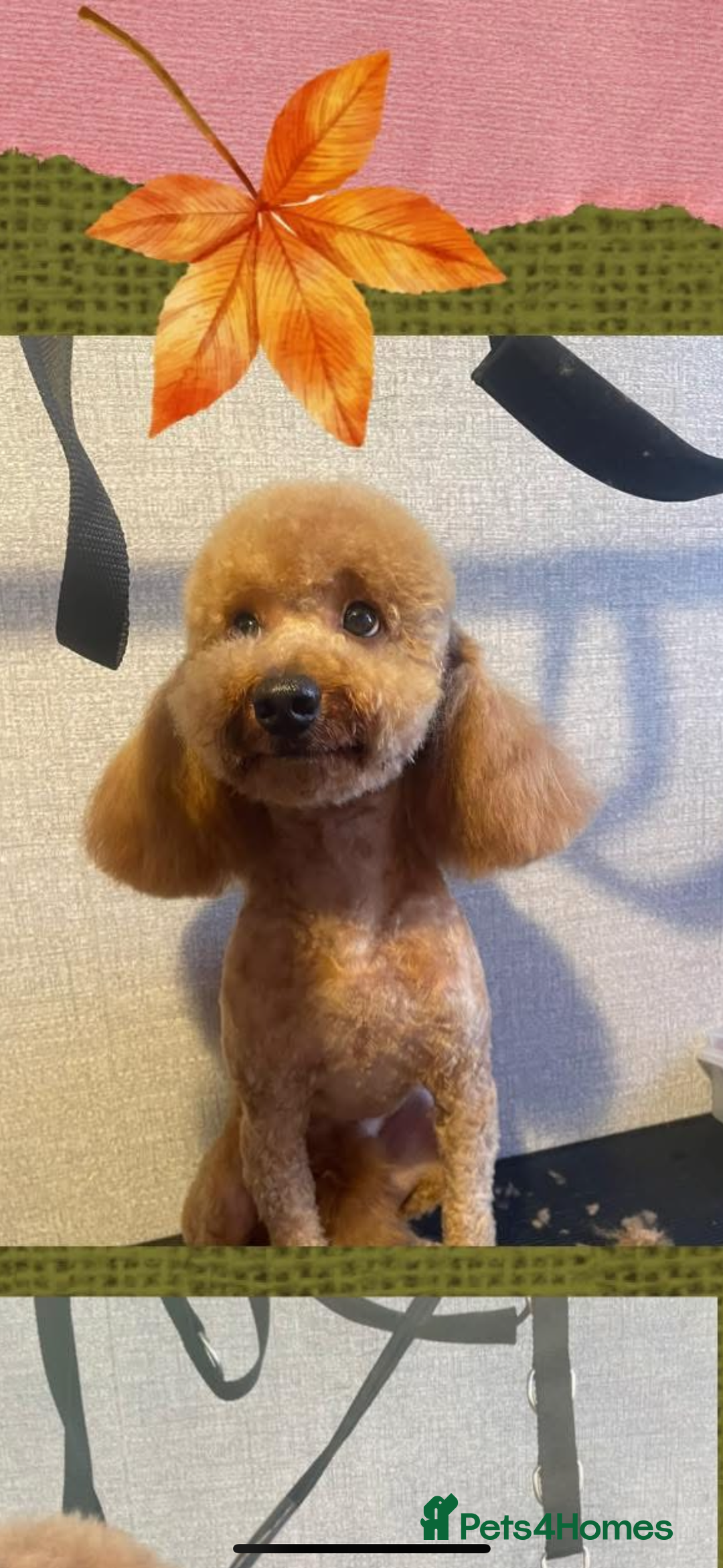 Toy Poodle dogs for stud: Pure Toy Puddle for stud service  - Advert 1